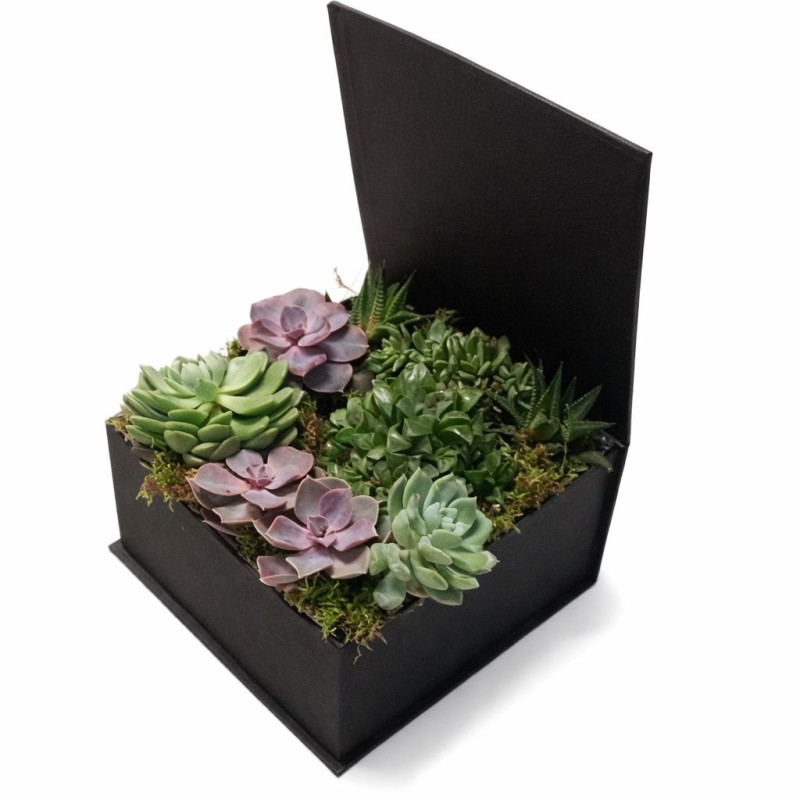 kutu sukulent aranjman