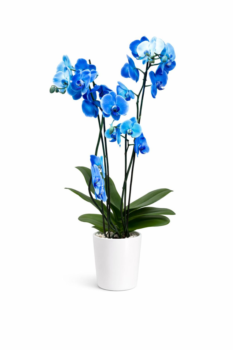 İki dallı mavi orkide