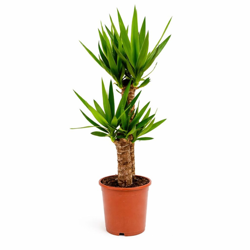 İkili yucca