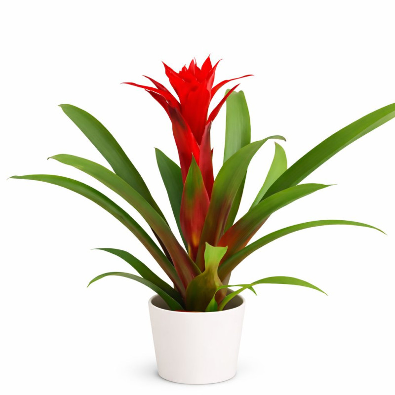 Guzmania